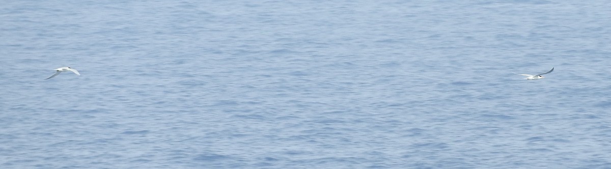 Great Crested Tern - ML60283671