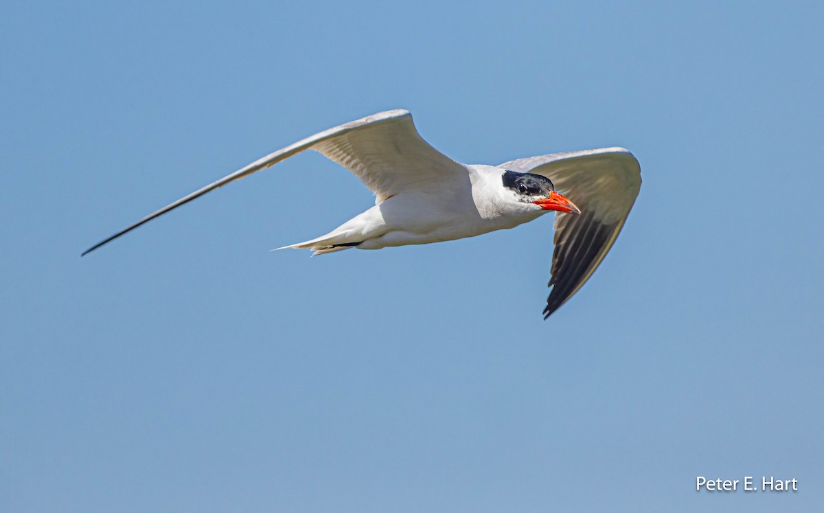 Caspian Tern - Peter Hart