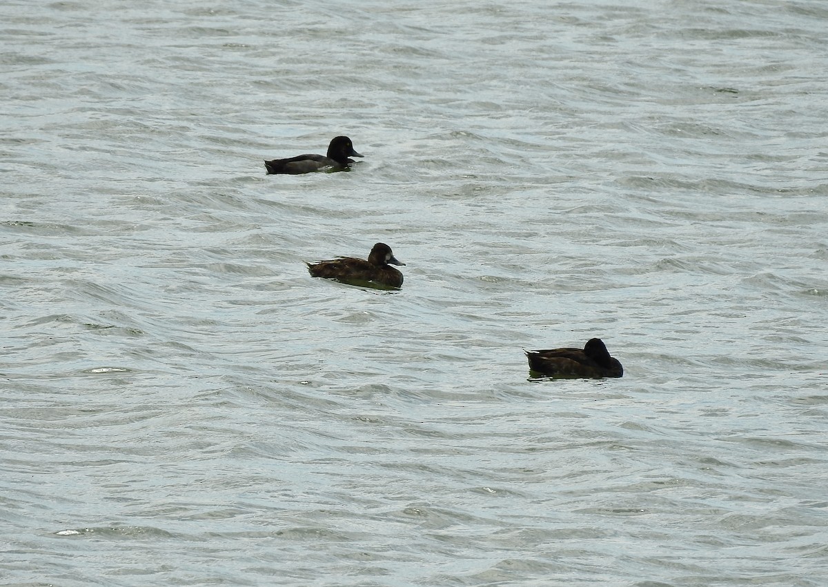 Lesser Scaup - ML602837381