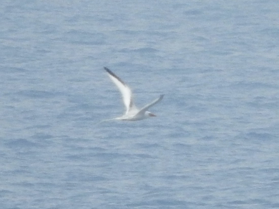 Red-billed Tropicbird - ML60283761
