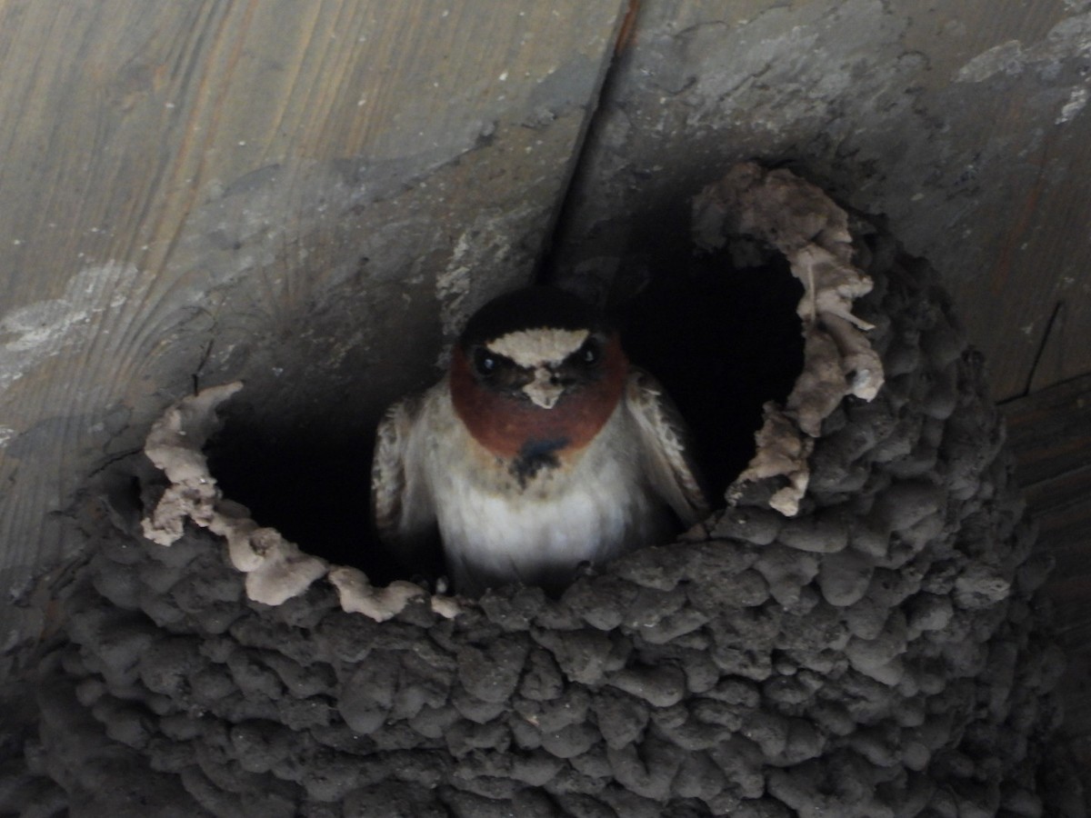 Cliff Swallow - Andy Noyce