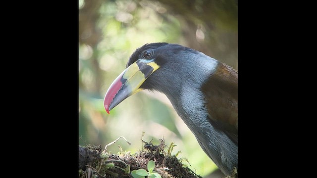 Gray-breasted Mountain-Toucan - ML602838021