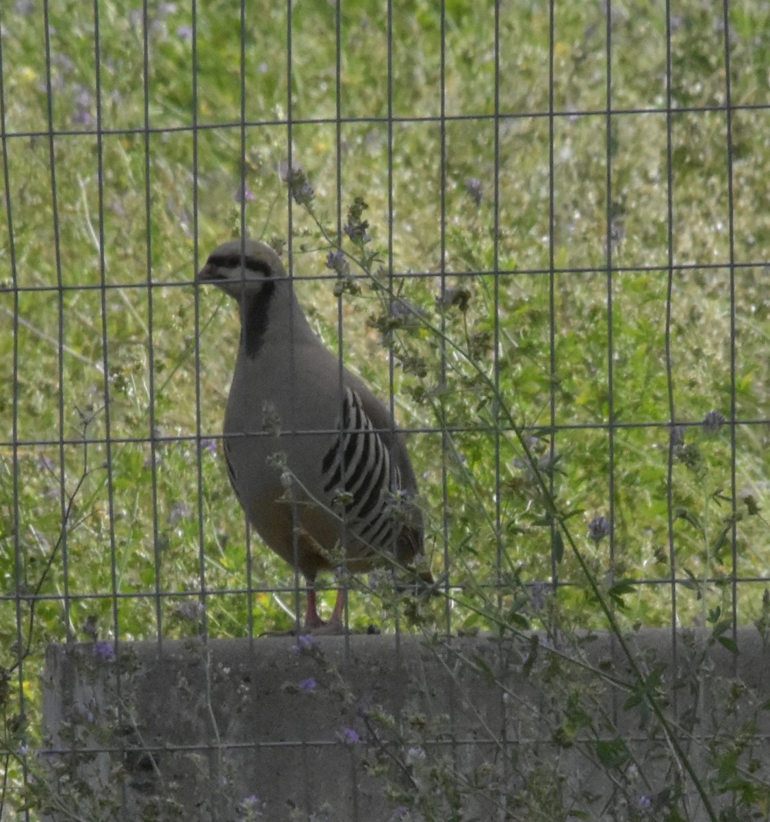 Chukar - ML602838071