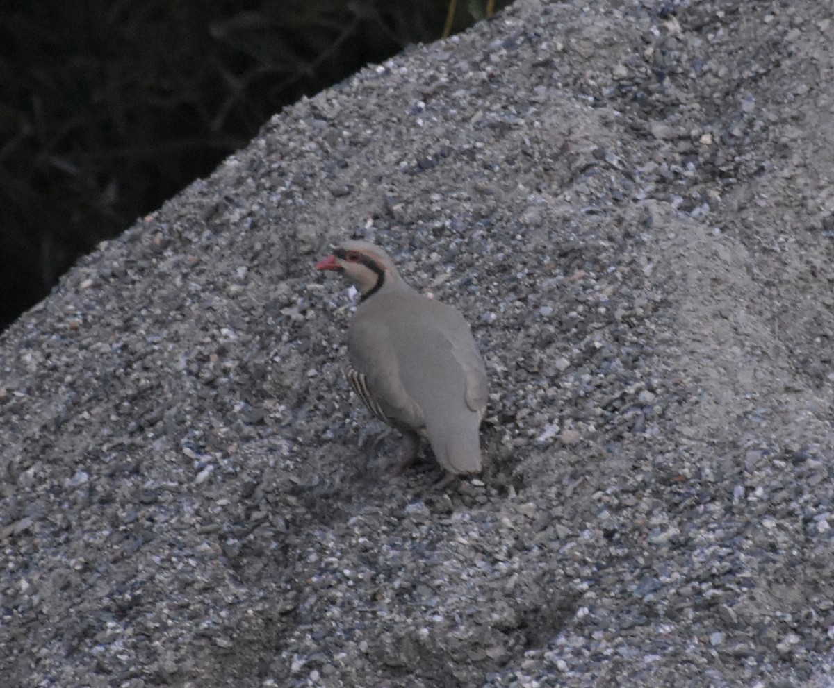 Chukar - ML602838081