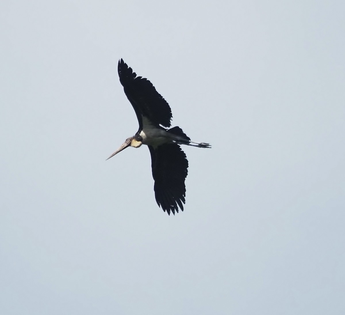 Lesser Adjutant - ML602839271