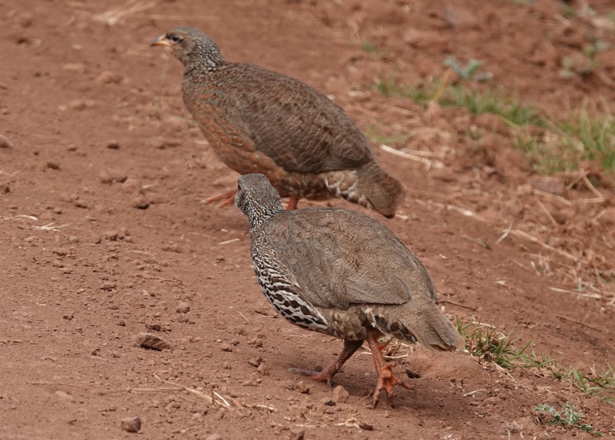 Francolin de Hildebrandt - ML602839381