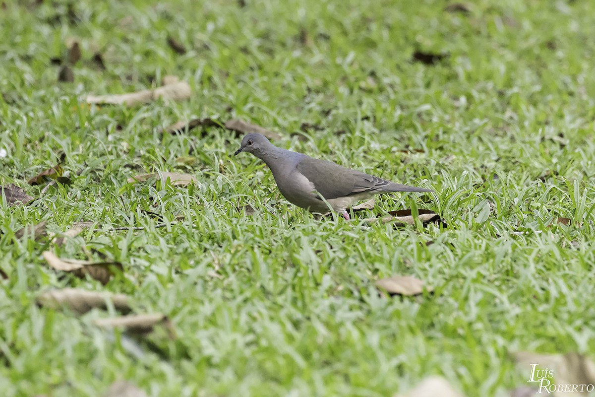 White-tipped Dove - ML602840081
