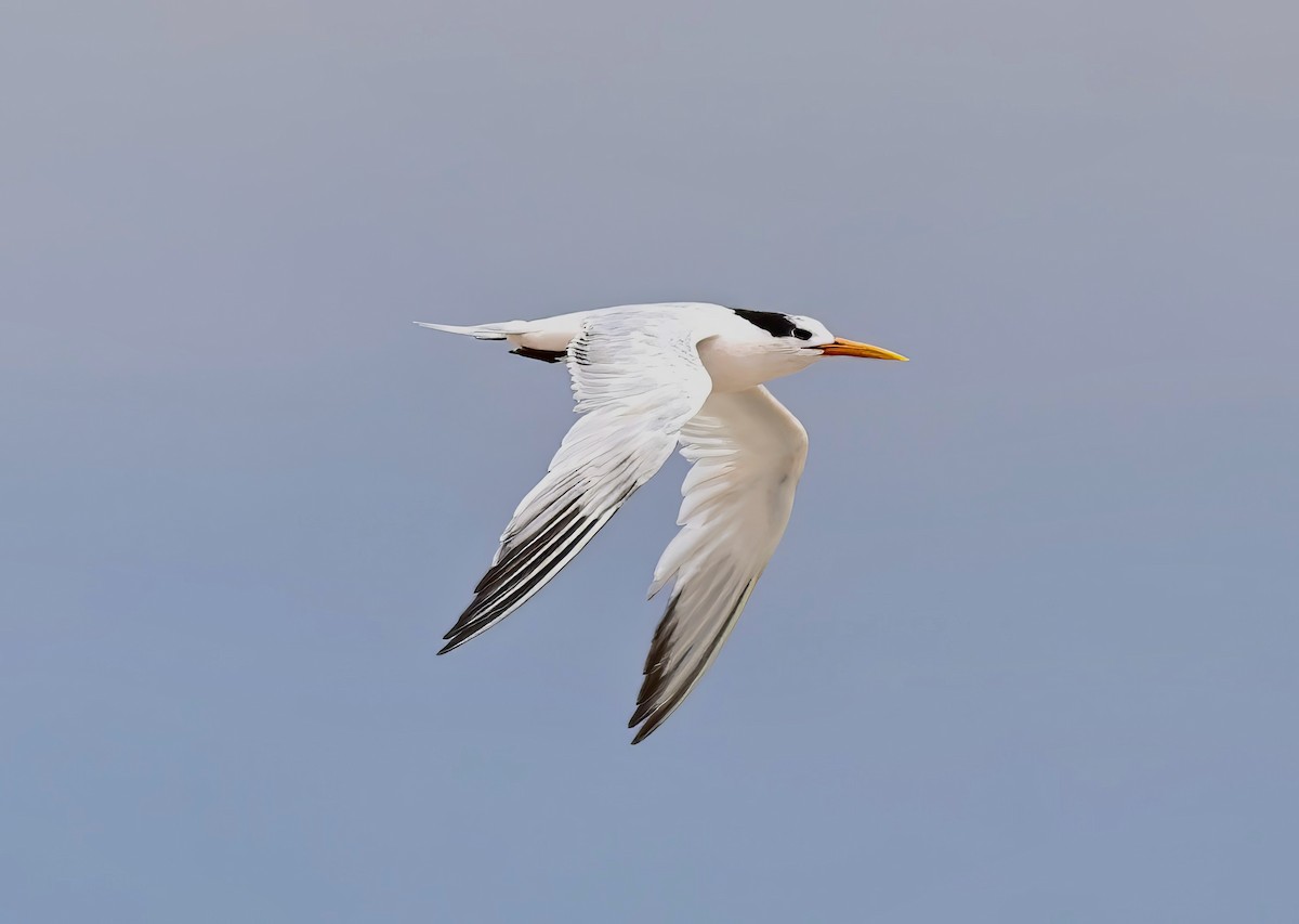 Elegant Tern - ML602840201