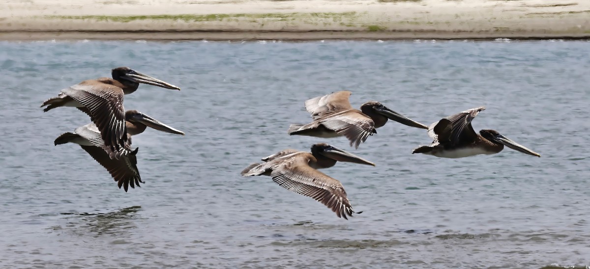 Brown Pelican - David Ekdahl