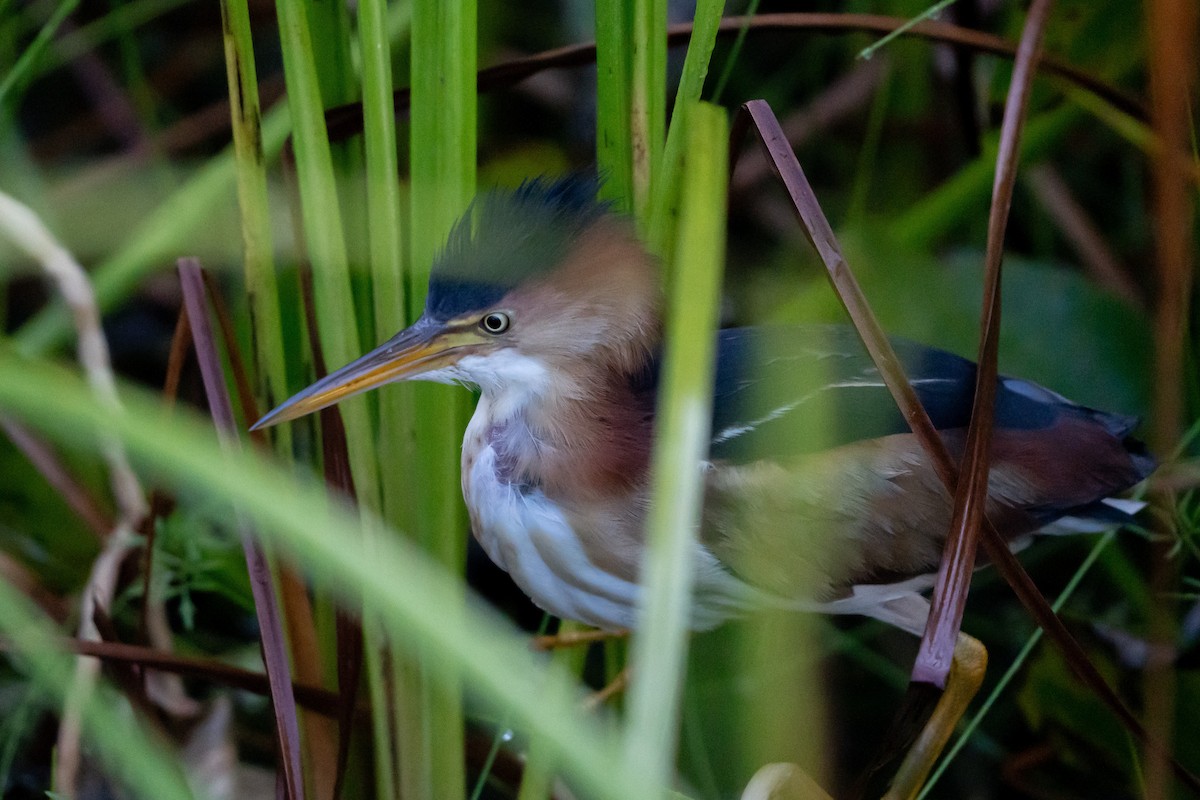 Least Bittern - ML602840861