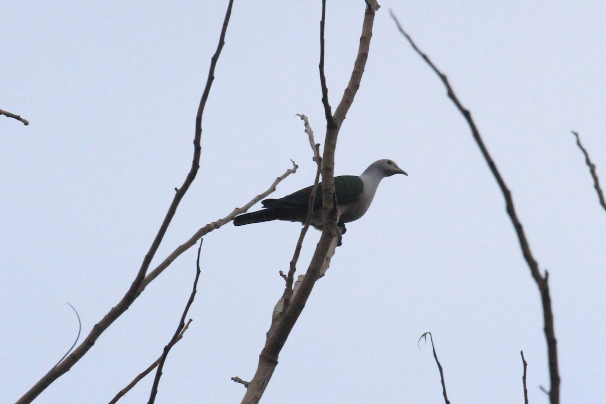 Green Imperial-Pigeon - ML60284141