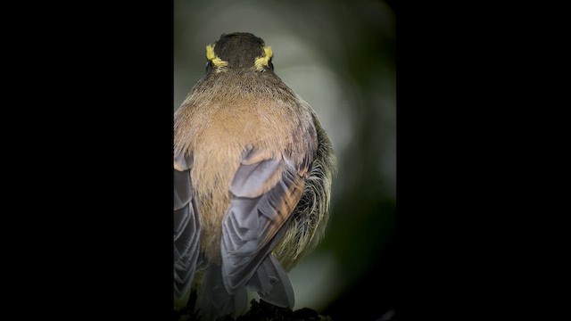 Yellow-bellied Chat-Tyrant - ML602842321