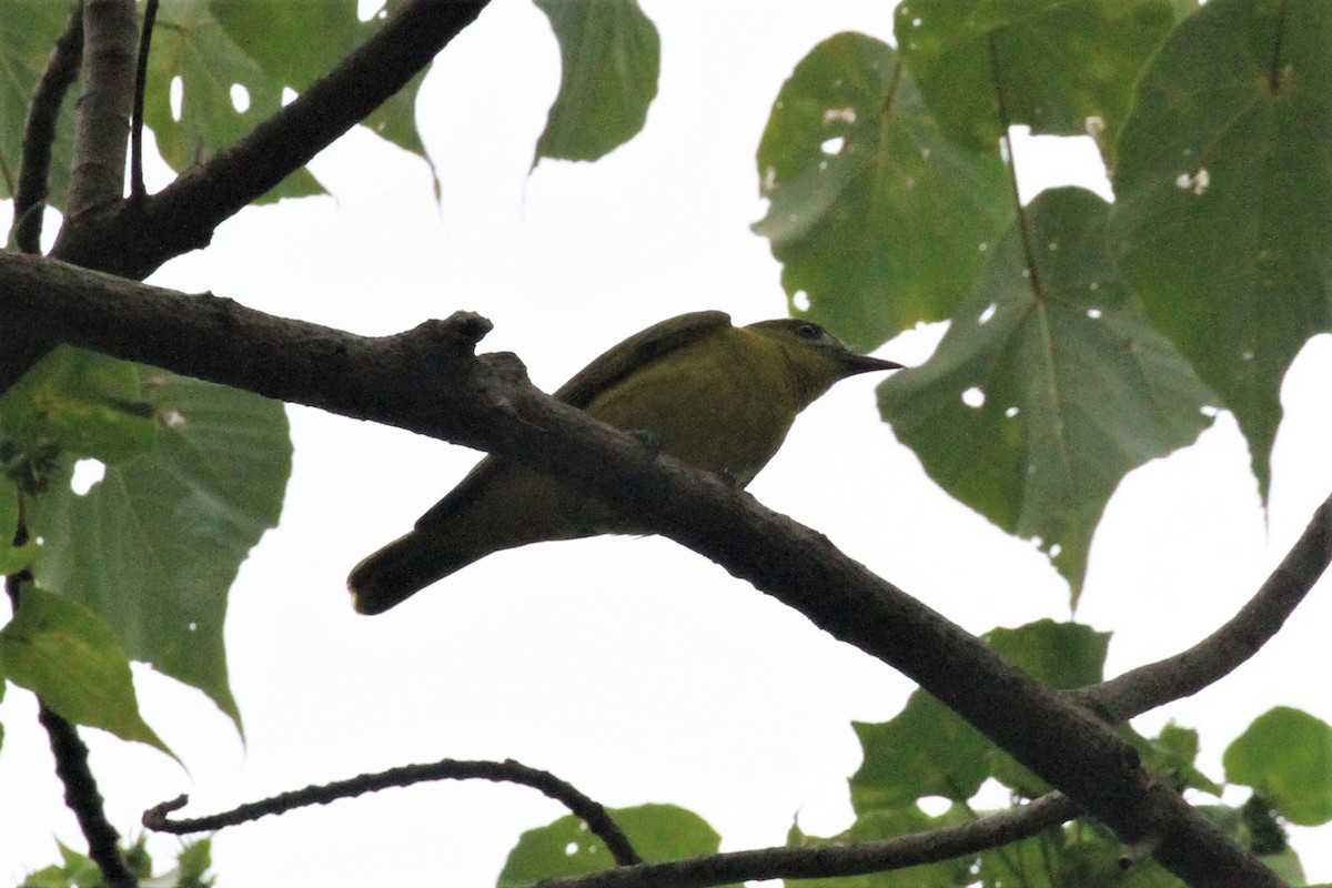 White-lored Oriole - Charles Davies