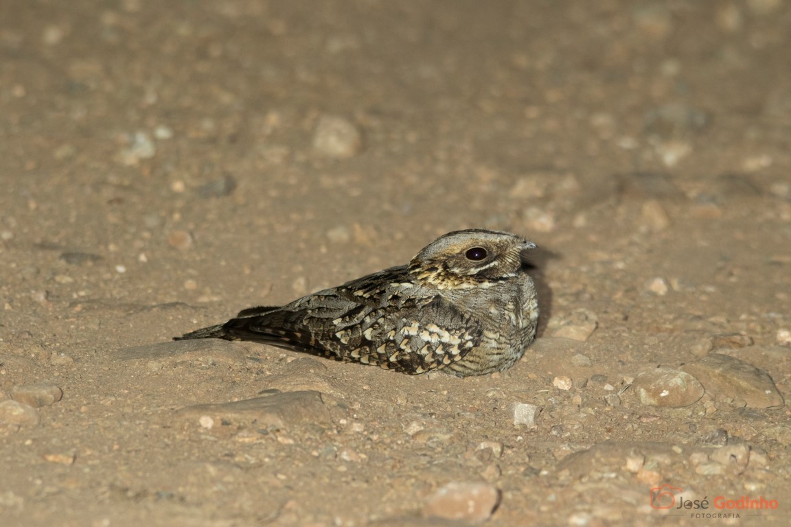 Red-necked Nightjar - ML60284401