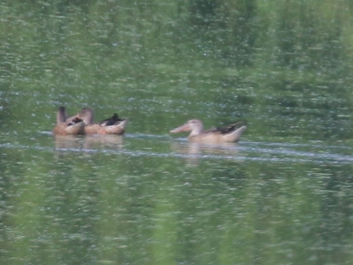 Northern Shoveler - ML602844341