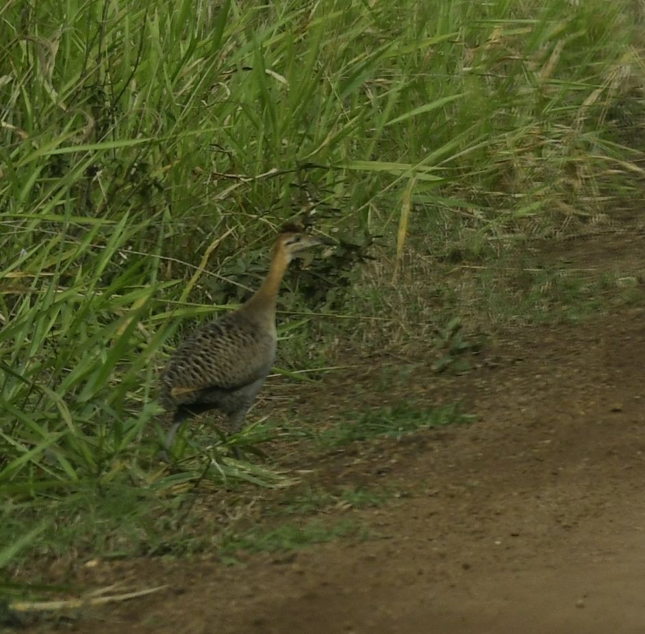 Red-winged Tinamou - ML602844591