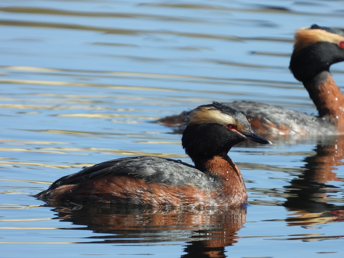 Horned Grebe - ML602845551