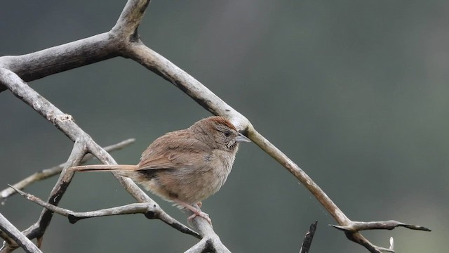 Tohi à calotte fauve - ML602845591