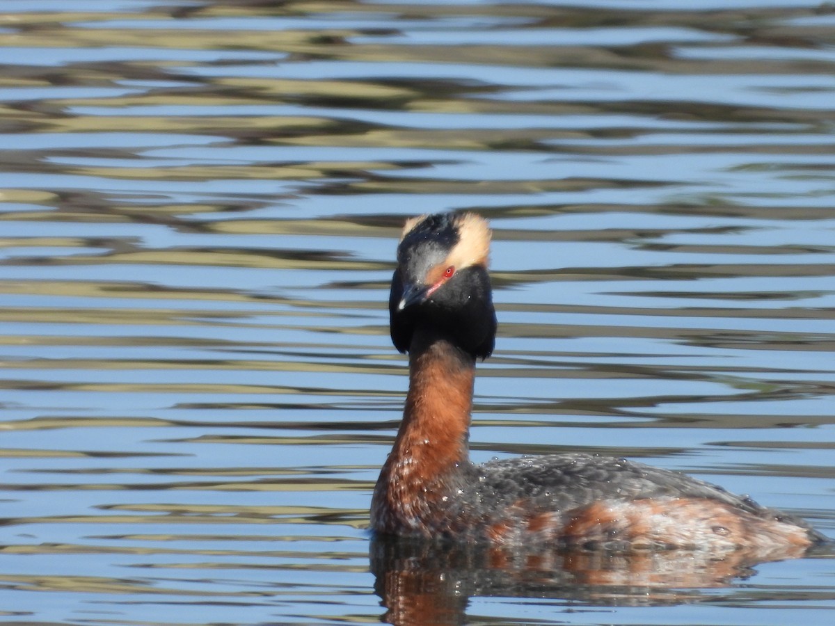 Horned Grebe - ML602845621