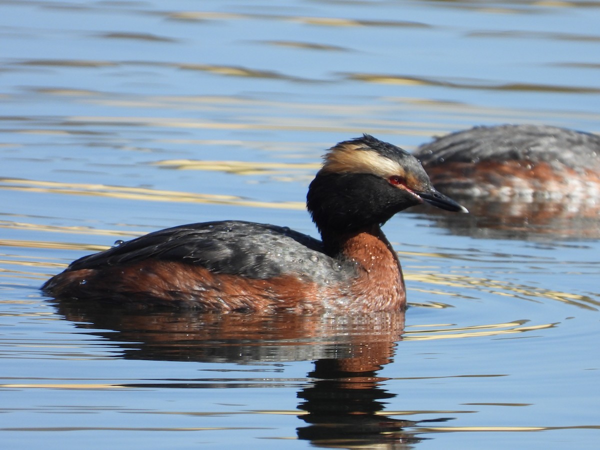 Horned Grebe - ML602845711