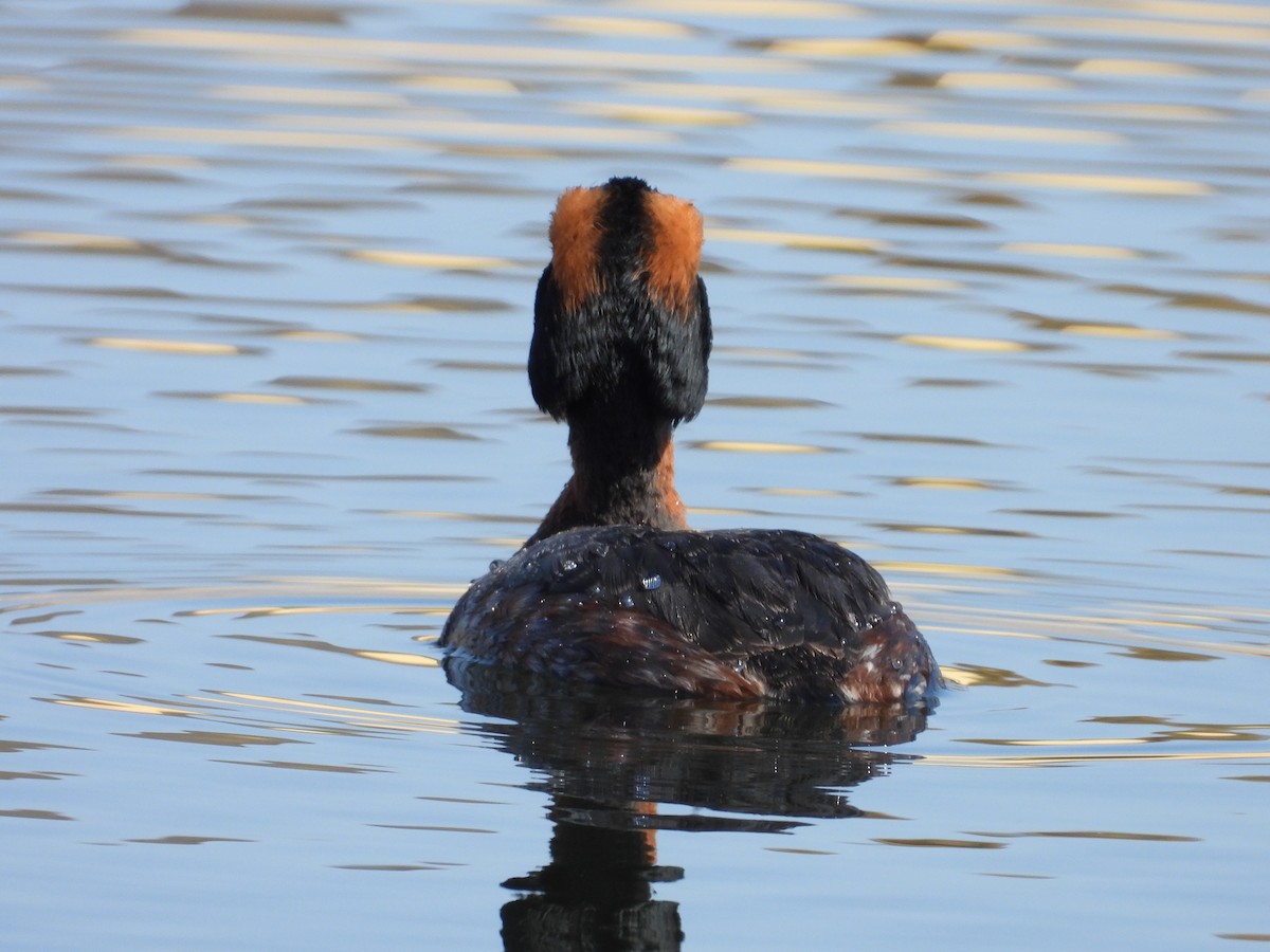 Horned Grebe - ML602845731