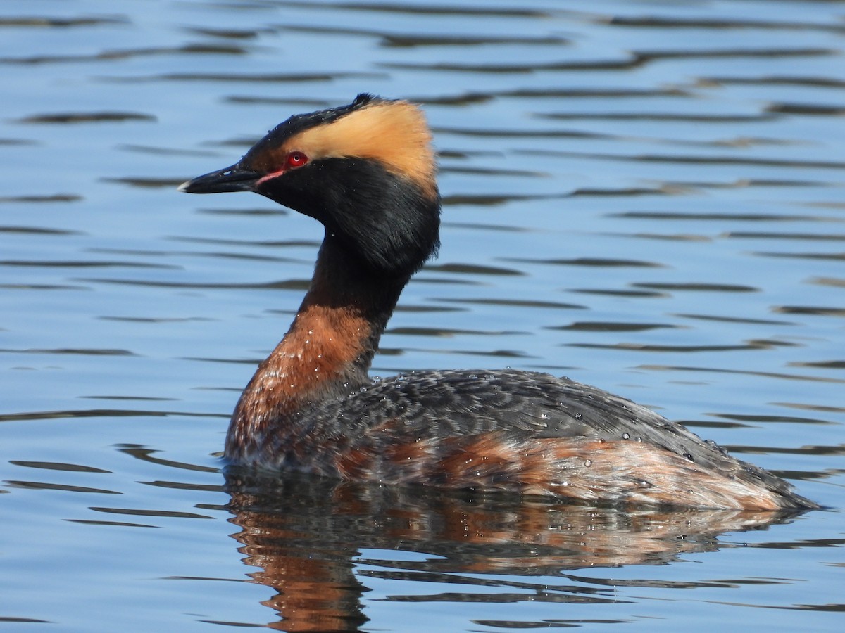 Horned Grebe - ML602845741