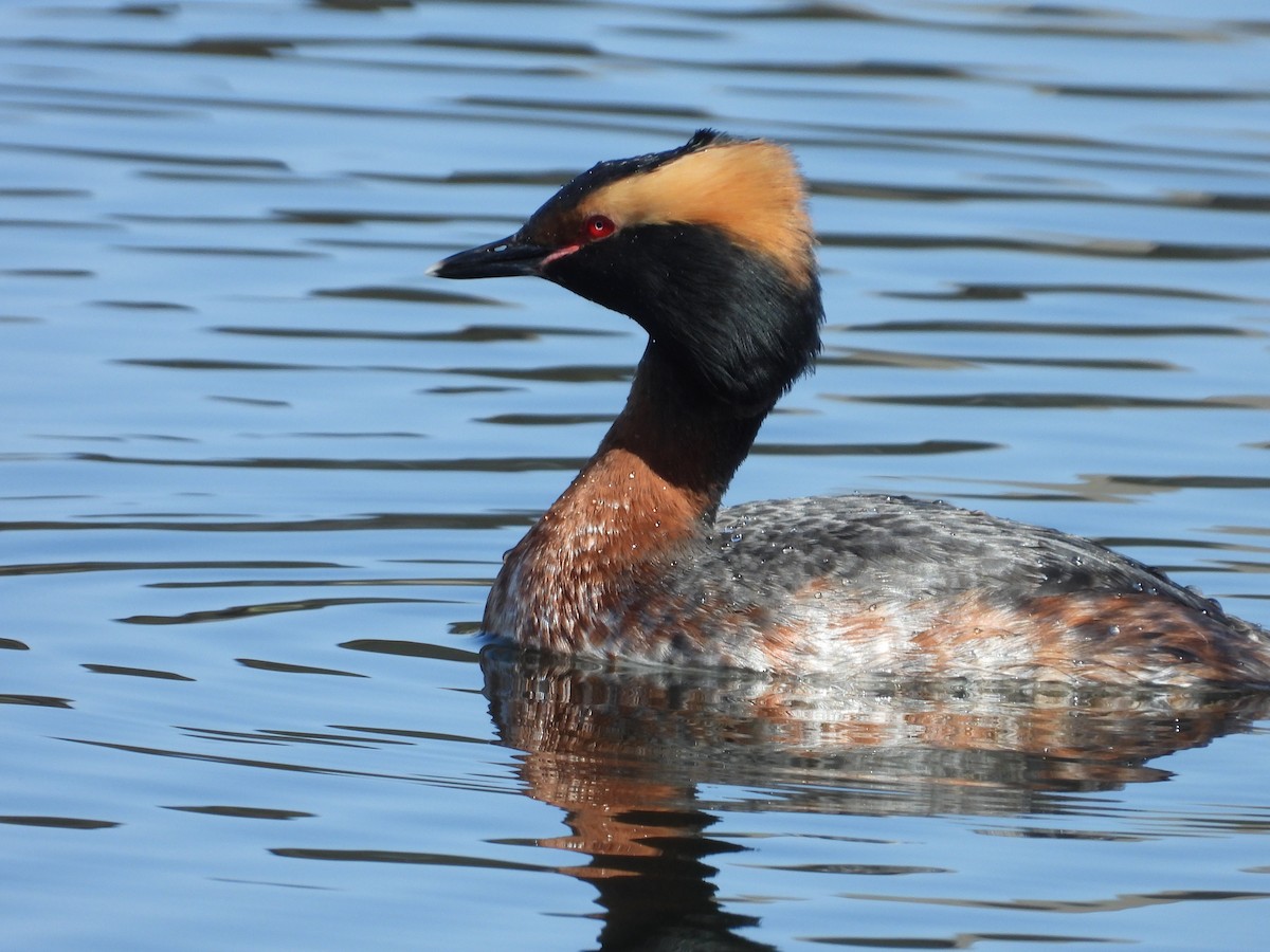 Horned Grebe - ML602845791