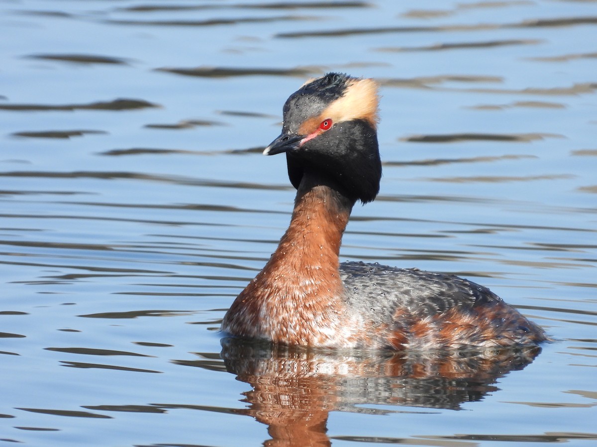 Horned Grebe - ML602845831