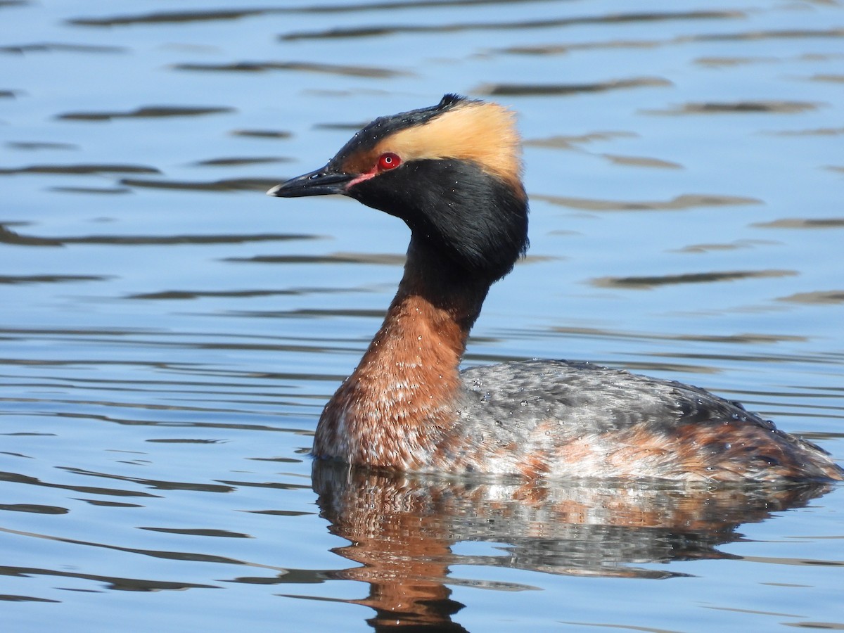 Horned Grebe - ML602845911