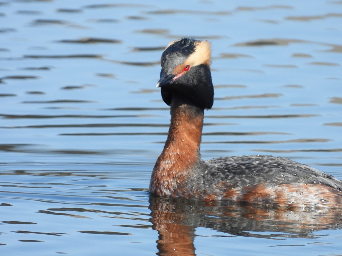 Horned Grebe - ML602845931