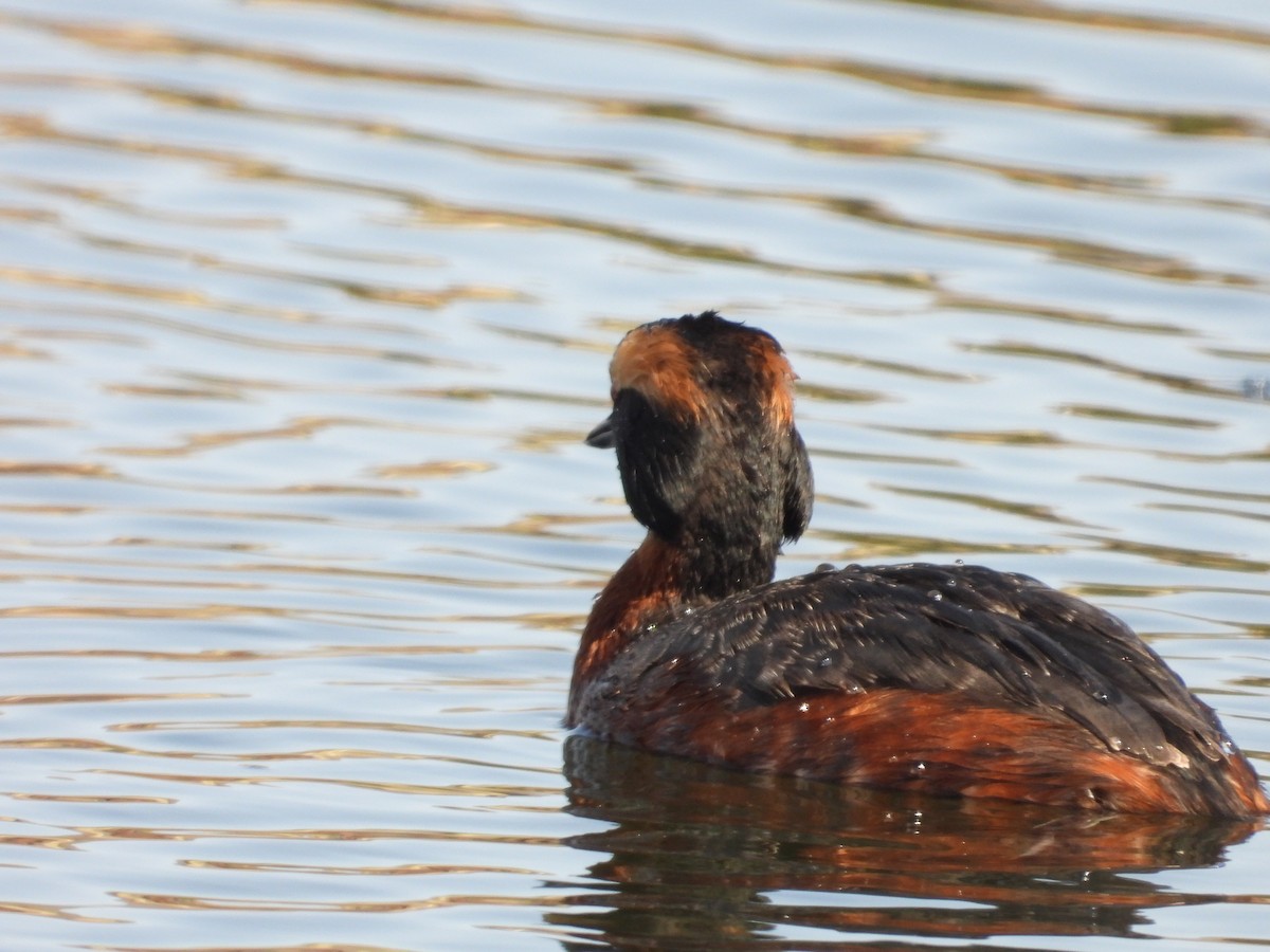 Horned Grebe - ML602845991