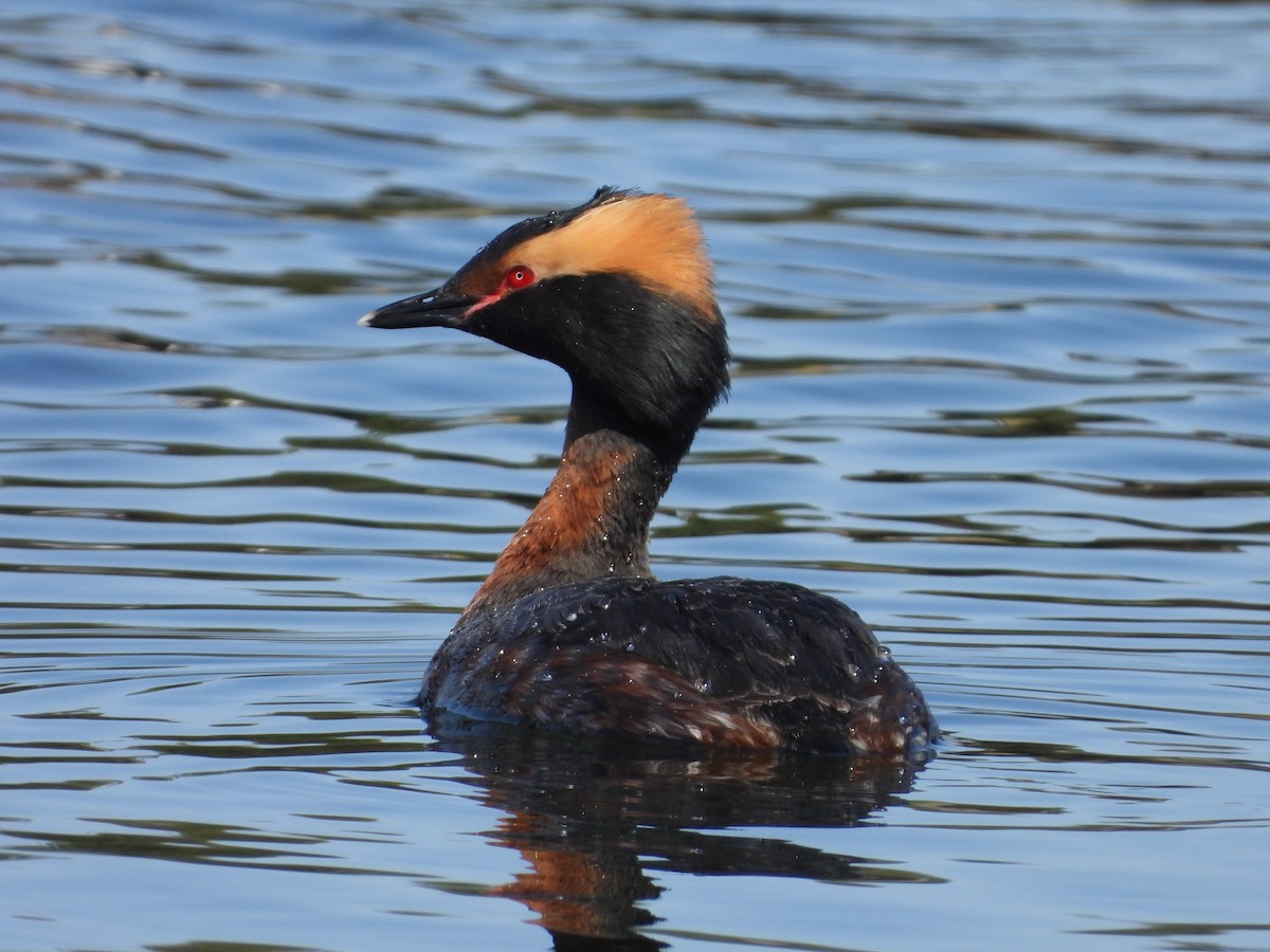 Horned Grebe - ML602846031