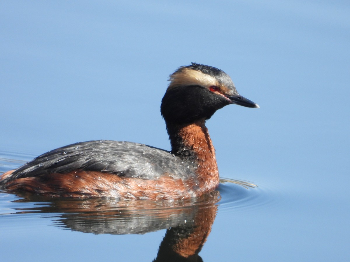 Horned Grebe - ML602846391