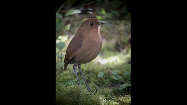 Equatorial Antpitta - ML602847211