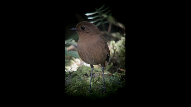 Equatorial Antpitta - ML602847231