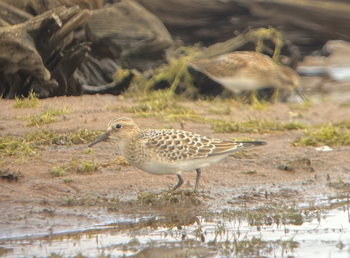 Baird's Sandpiper - Mike Peczynski