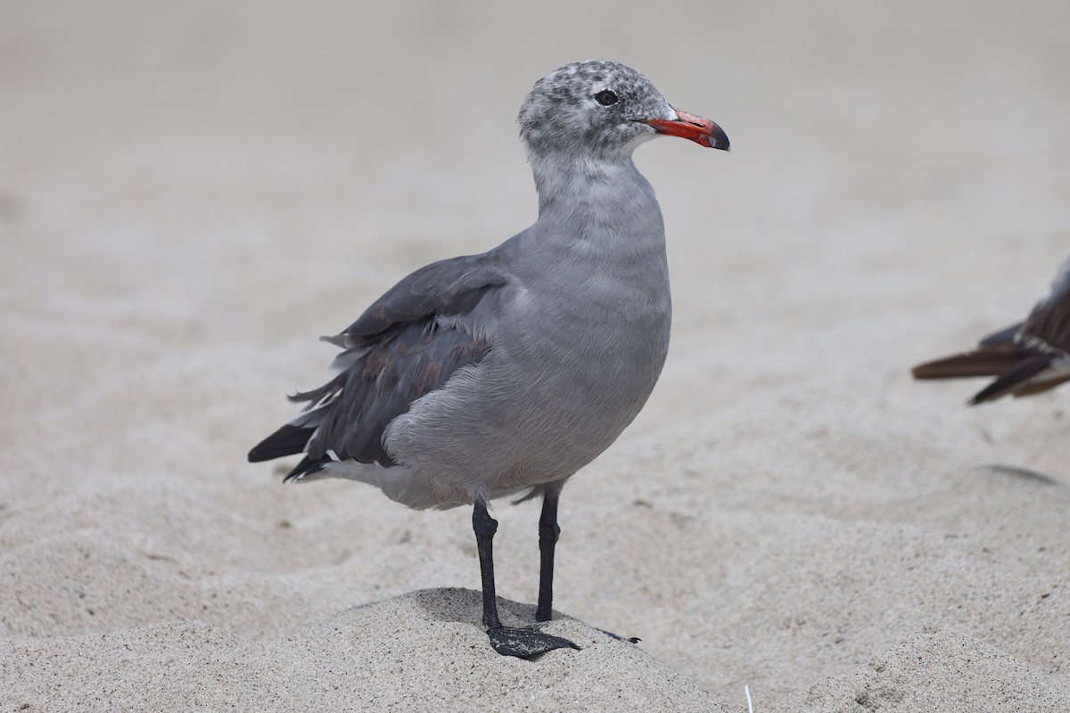 Heermann's Gull - ML602849611