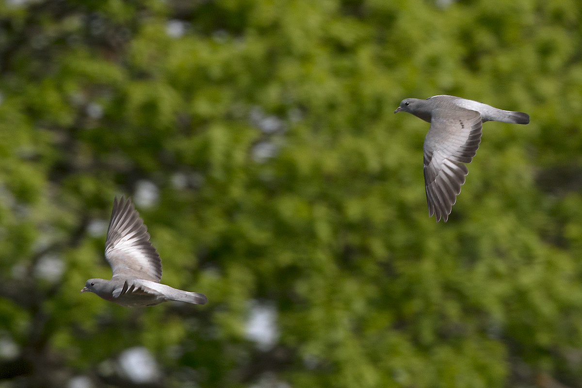 Stock Dove - ML60284981