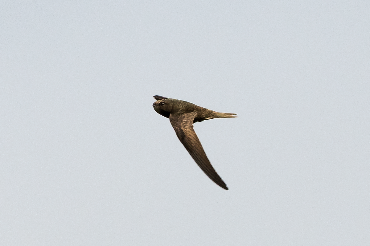 Common Swift - ML60284991