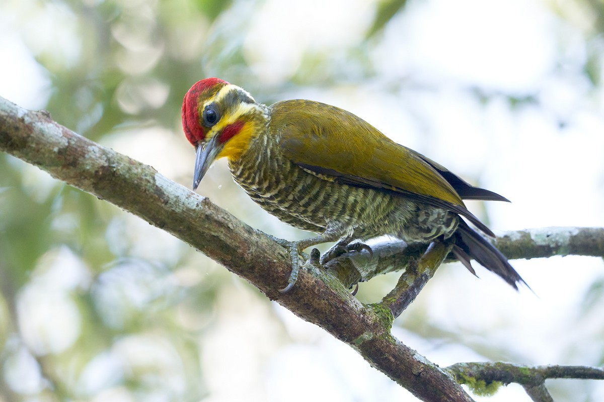 White-browed Woodpecker - Martjan Lammertink