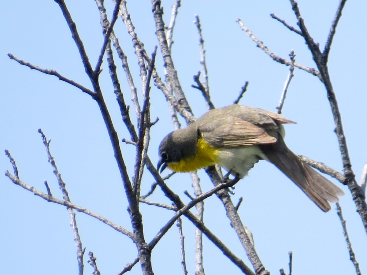 Yellow-breasted Chat - ML602849991