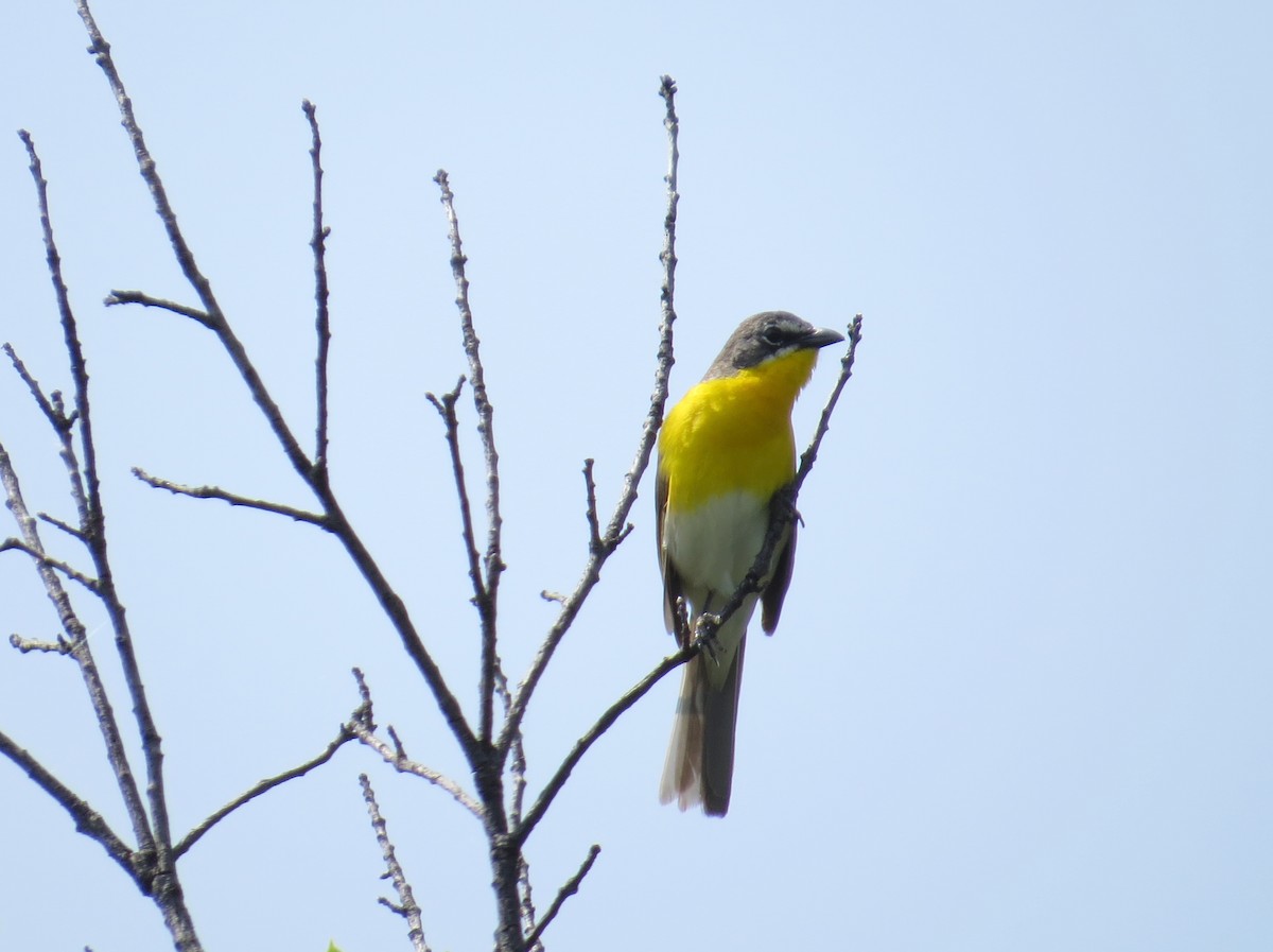 Yellow-breasted Chat - ML602850001
