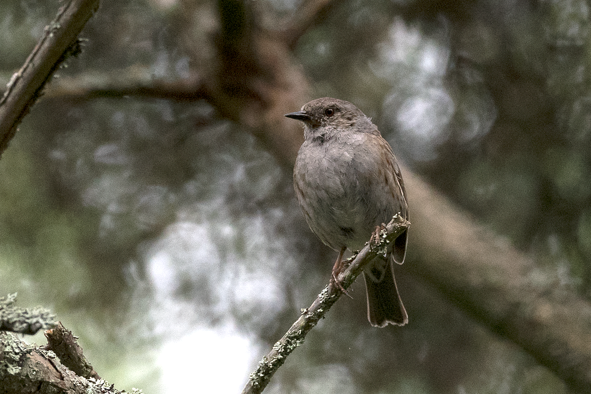 Dunnock - ML60285001