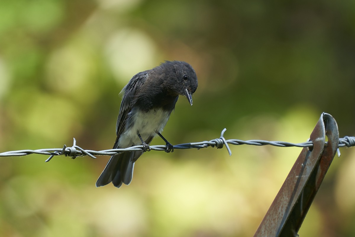 svartfibi - ML602850011