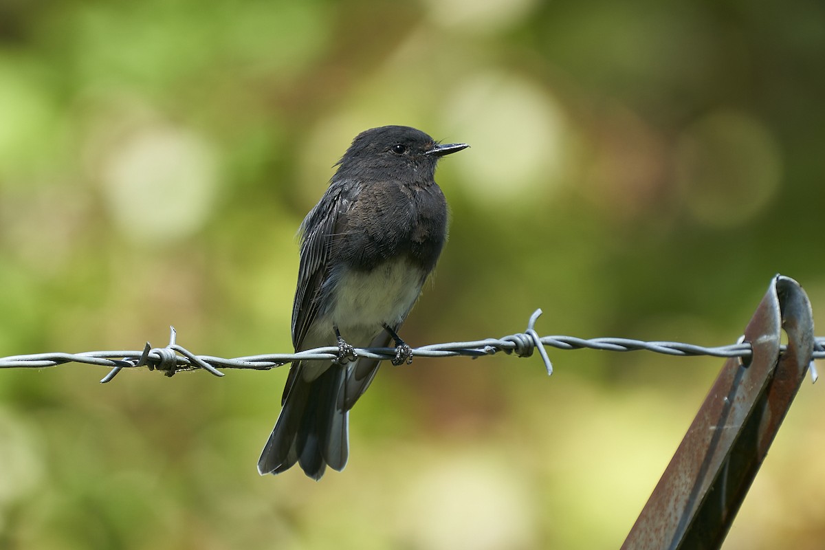 svartfibi - ML602850021