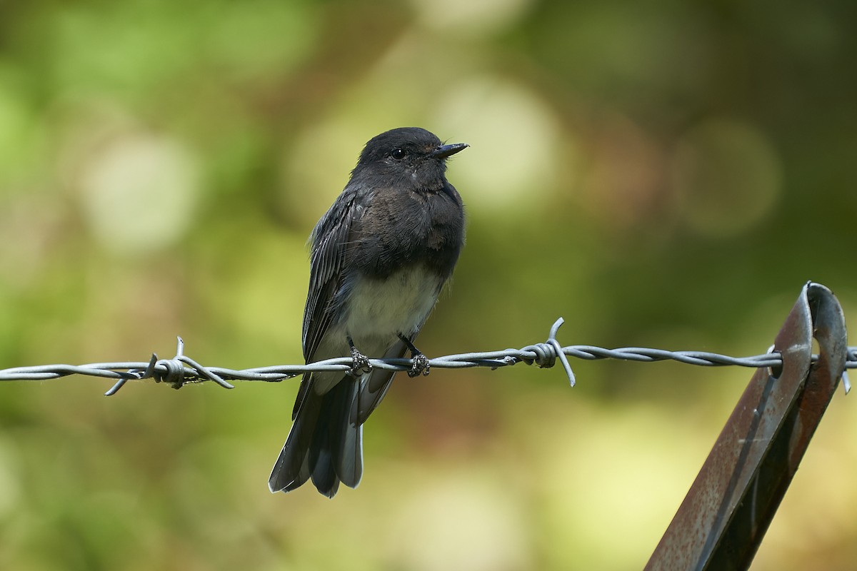 svartfibi - ML602850031