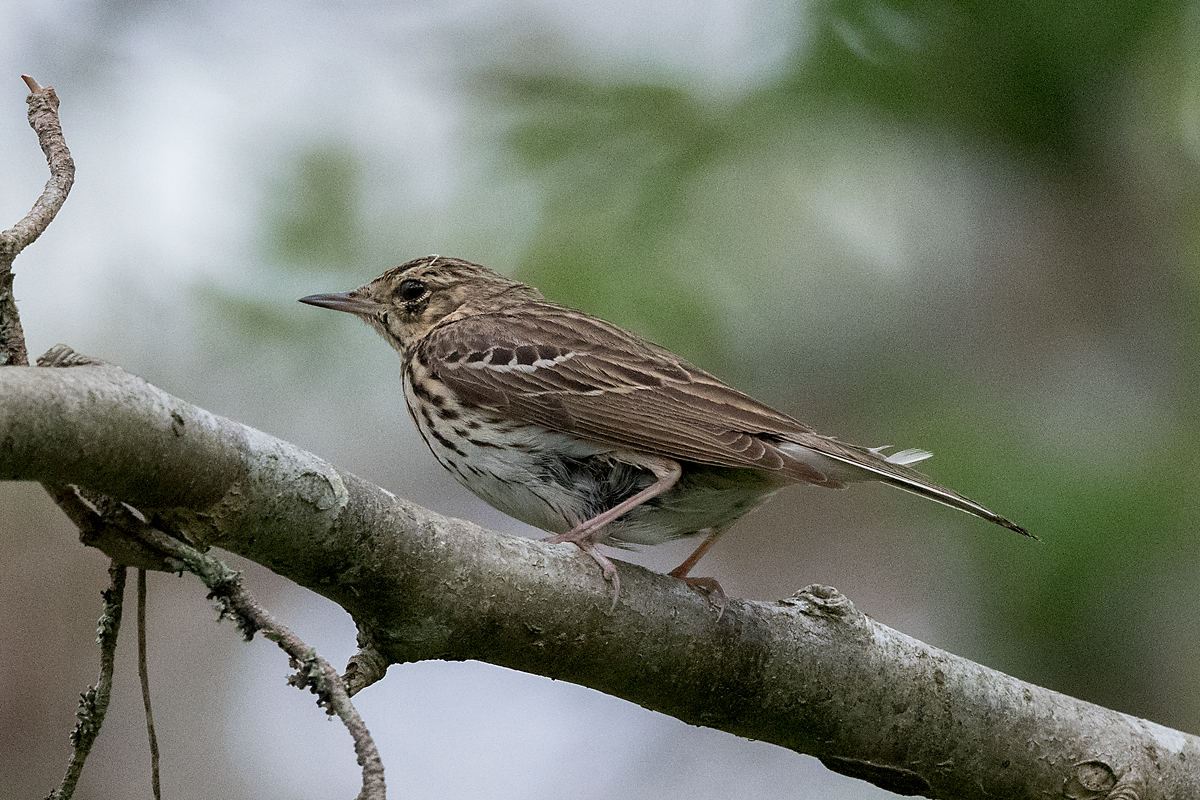 Tree Pipit - ML60285021