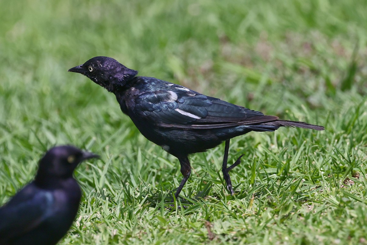 Brewer's Blackbird - ML602850271