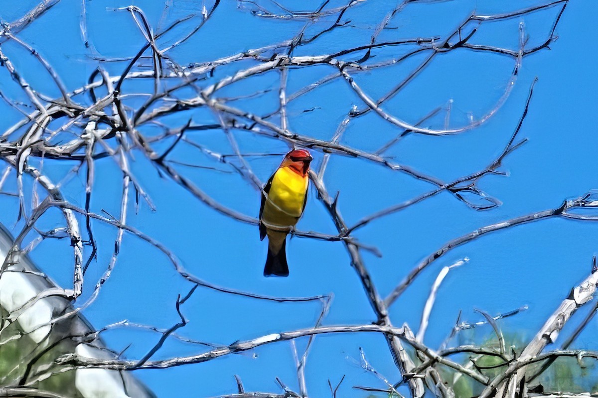 Western Tanager - ML602851781