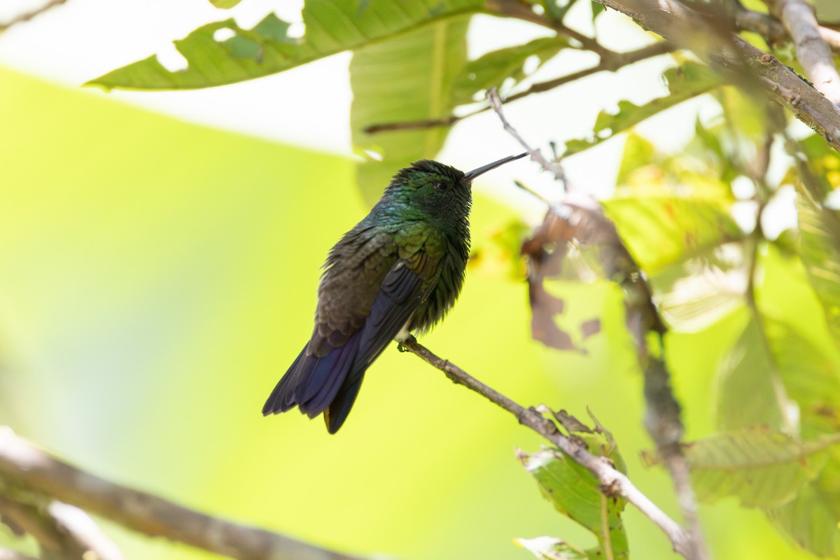 Green-bellied Hummingbird - MI YU